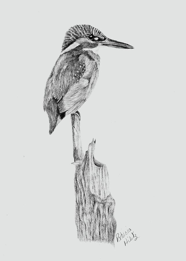 Kingfisher Drawing by Patricia Hiltz