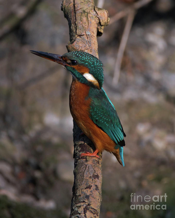 Kingfisher perched Photograph by Baggieoldboy