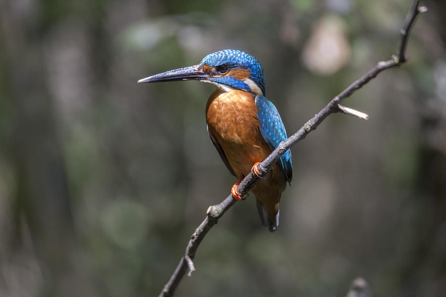 Kingfisher Photograph by Pietro Ebner