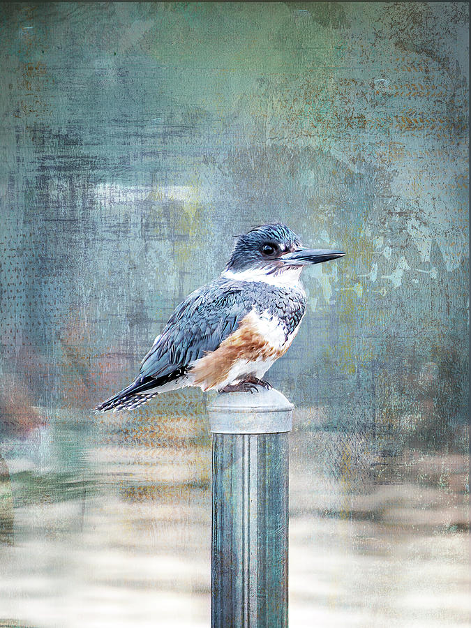 Kingfisher Portrait by Patti Deters Kingfisher Portrait by Patti Deters