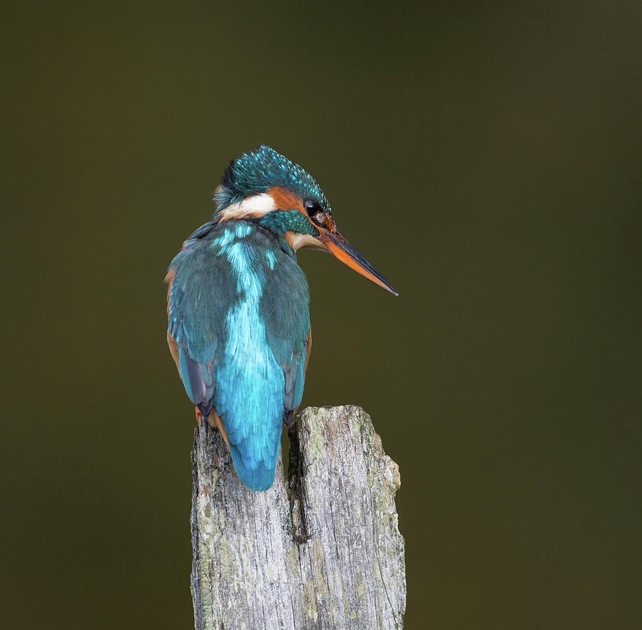 Kingfisher Side On Photograph by Pete Walkden