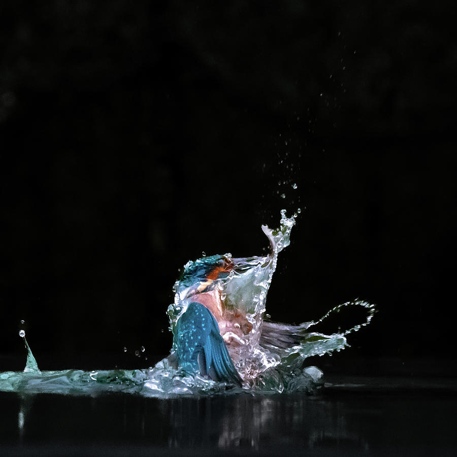 Kingfisher Splash Photograph by Mark Hunter