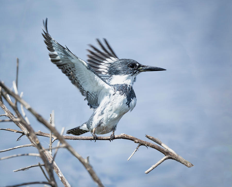 Kingfisher Takes Flight Photograph by Fran Gallogly