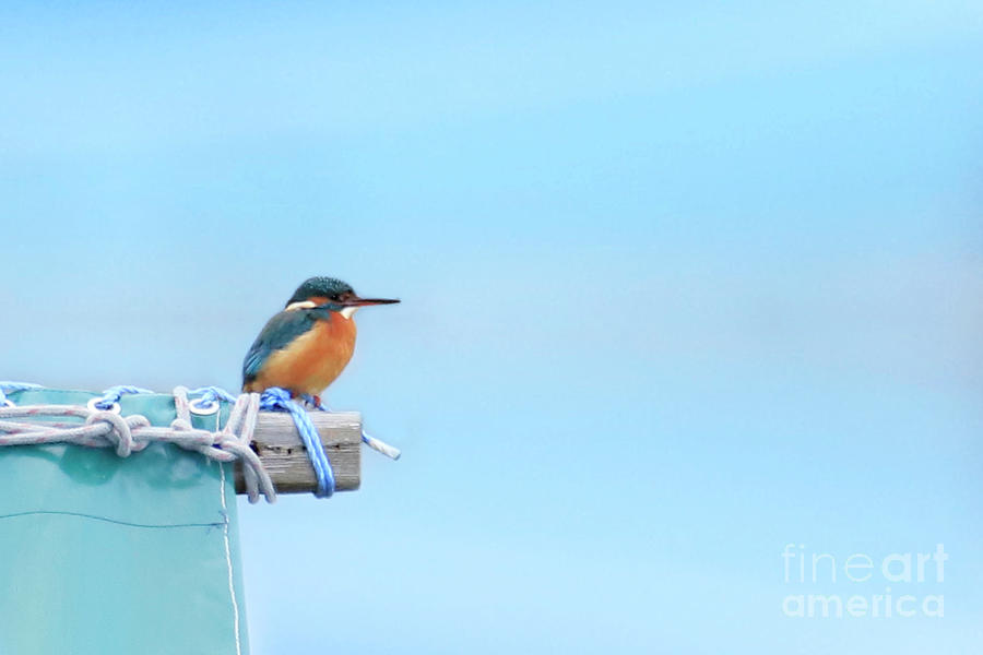 Kingfisher Photograph by Terri Waters