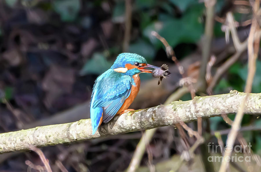 Kingfisher with fish Photograph by Colin Rayner