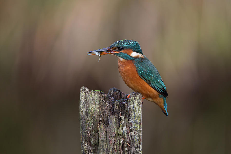 Kingfisher With Fish Photograph by Pete Walkden