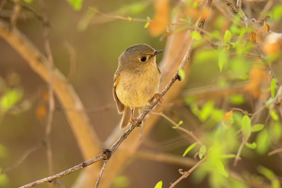 Kinglet Here One Second Gone The Next Photograph by Debra Martz Kinglet Here One Second Gone The Next Photograph by Debra Martz