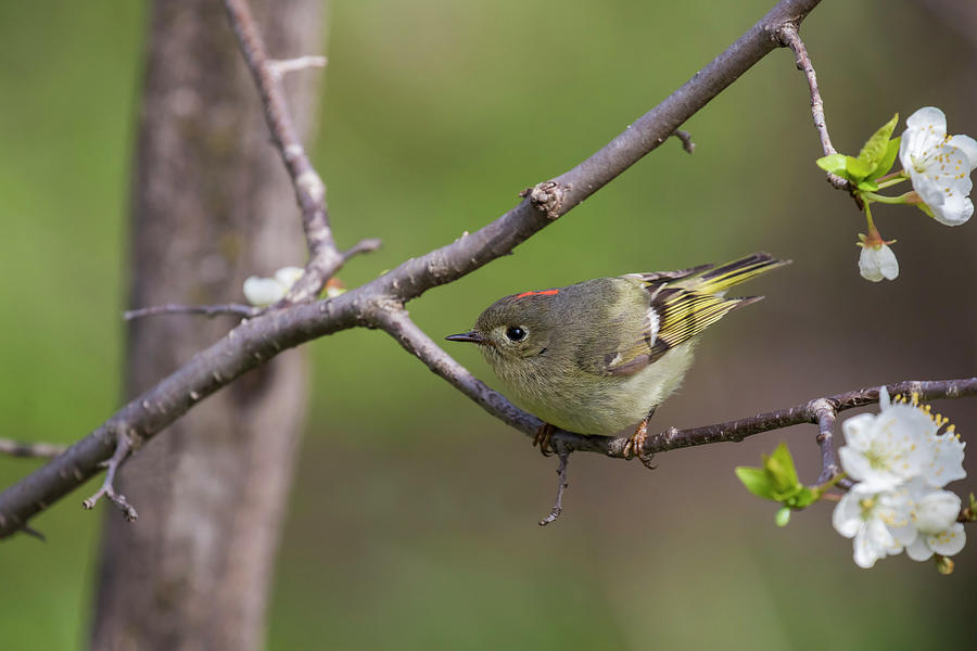 Kinglet in spring Photograph by Mircea Costina Photography