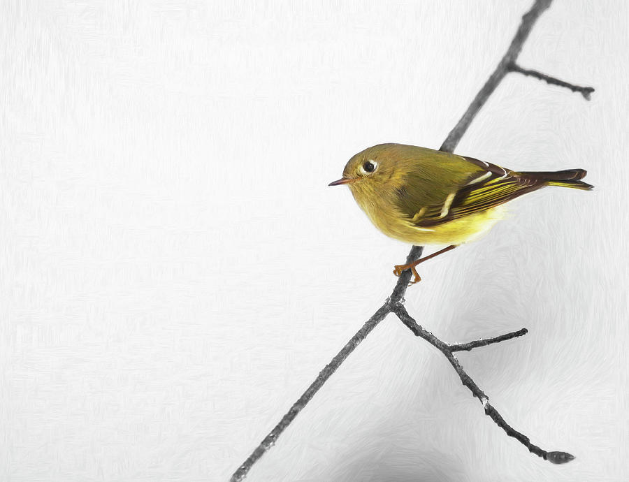 Kinglet Winter Perch Photograph by Art Cole