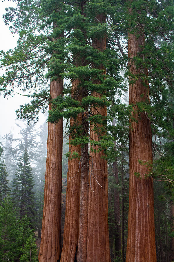 Kings Canyon Sequoia Trees Photograph by Kyle Hanson