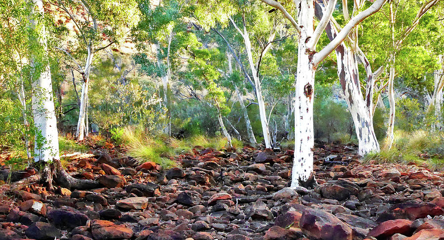 Kings Creek - Kings Canyon Australia Photograph by Lexa Harpell