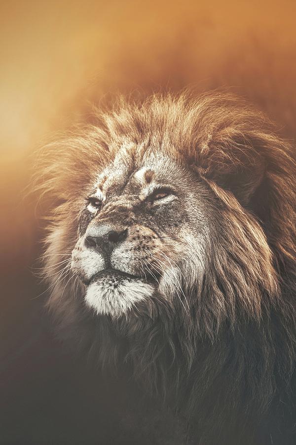 Lion Photograph - Kings Light by Melanie Delamare