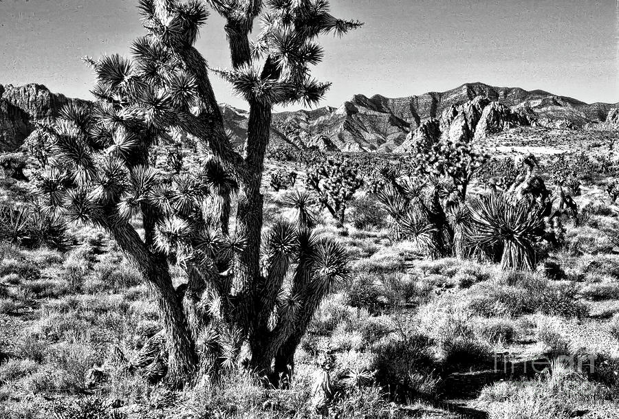 Black And White Photograph - Kings of the Mojave by Brenton Cooper