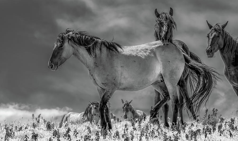 Kings of the Mountain, Infrared Version Photograph by Marcy Wielfaert