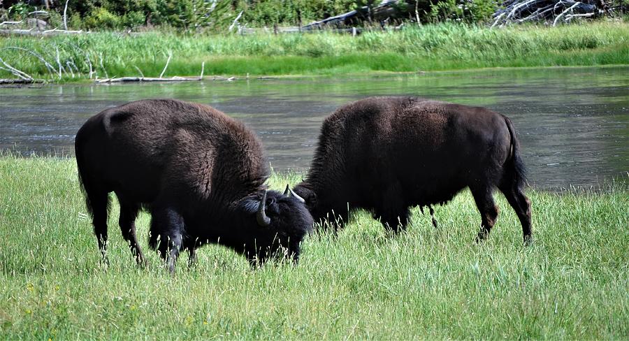 Kings of Yellowstone Park Photograph by Mike Helland