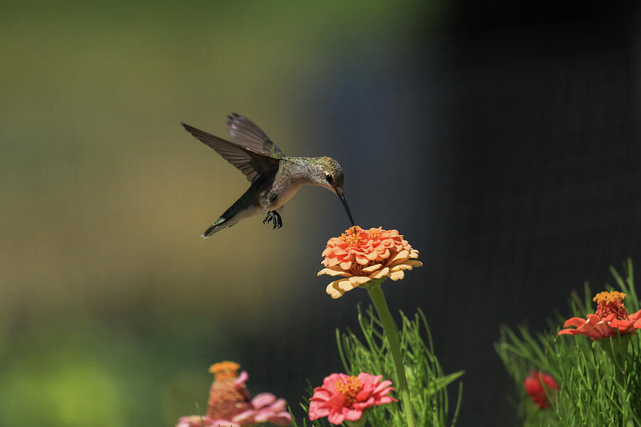 Hummingbird Photograph - Kiss from a hummingbird by Jeff Swan