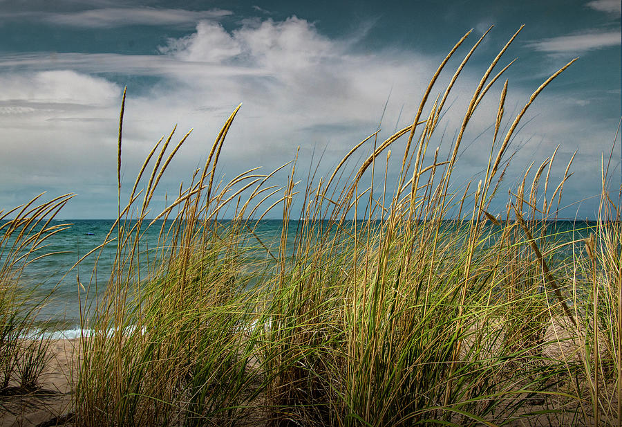 Kirk Park Dune Grass on the Beach by Lake Michigan  Photograph by Randall Nyhof