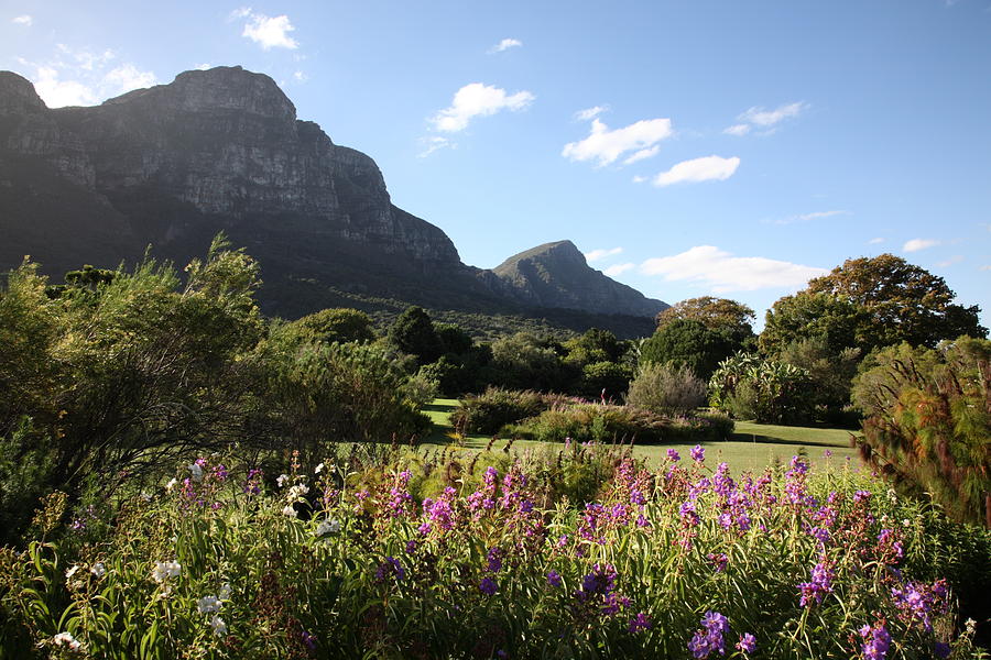 Kirstenbosch Botanic Gardens in Cape Town Photograph by G01xm
