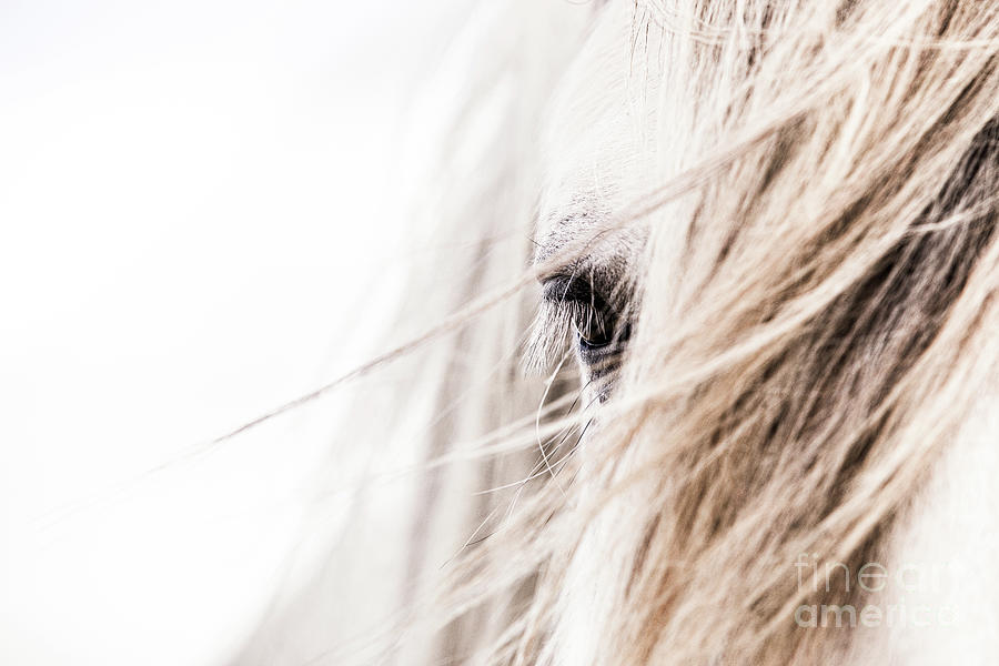 Kismet - Horse Art Photograph by Lisa Saint