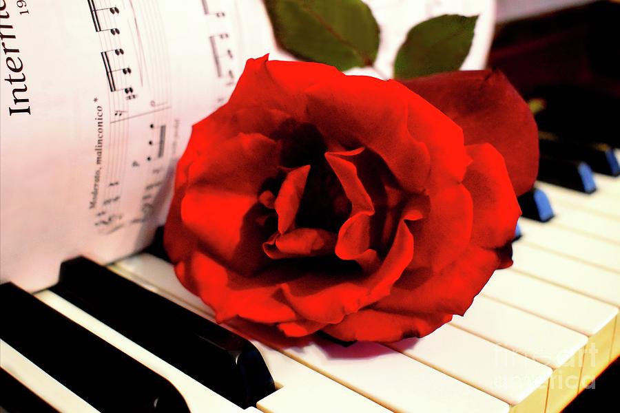 Kiss From A Red Rose On The Piano 02 Photograph by Leonida Arte