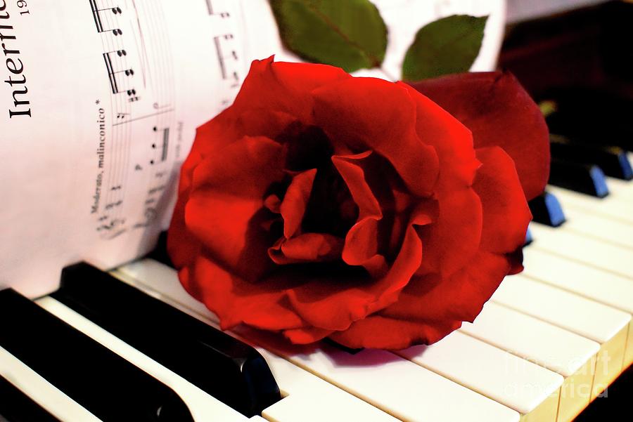 Kiss From A Red Rose On The Piano Photograph by Leonida Arte