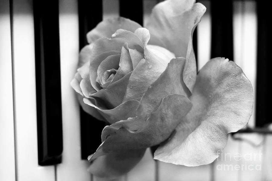 Kiss From A Rose On The Piano BNW Photograph by Leonida Arte