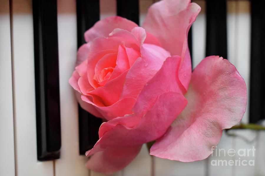 Kiss From A Rose On The Piano Photograph by Leonida Arte