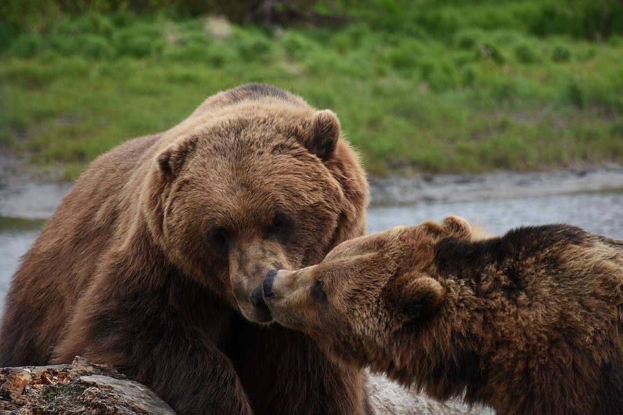 Kiss Photograph by Jennifer V - Fine Art America