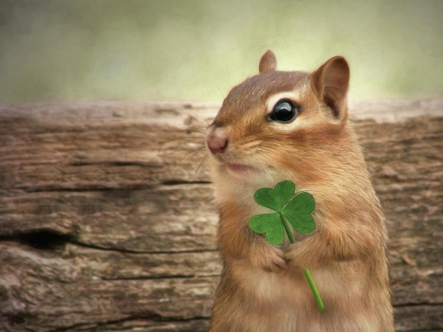 Squirrel Photograph - Kiss Me Im Irish by Lori Deiter