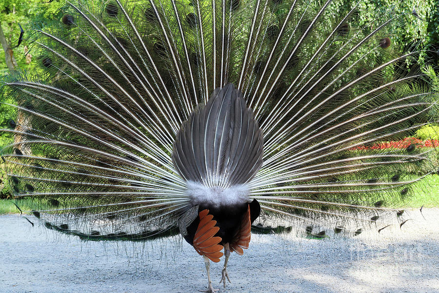Kiss My Back - Peacock With Its Tail Erect And Outstretched From Photograph