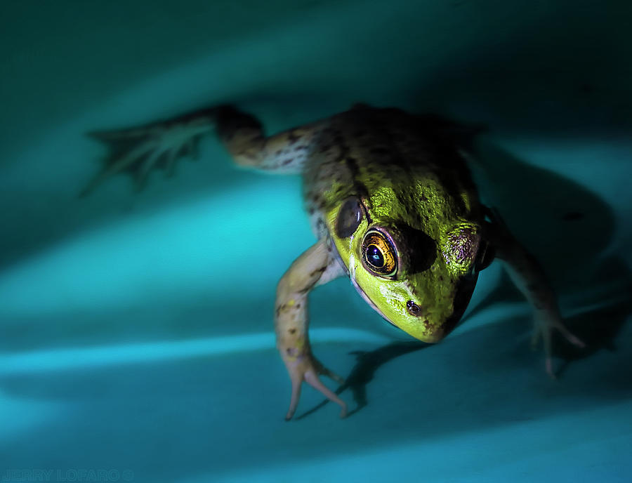 Frog Photograph - Flying in a Blue Dream by Jerry LoFaro
