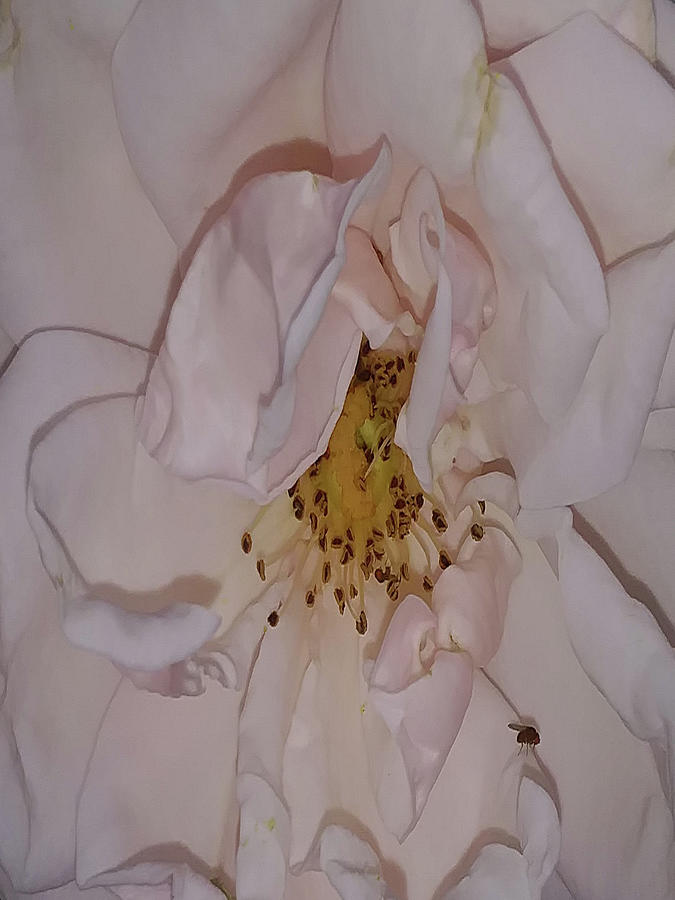 Macro Photograph - Kissed By A Rose by Holly Morris Macro Photograph - Kissed By A Rose by Holly Morris