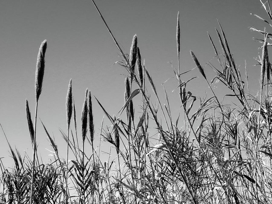 Kissed by the Sun. Tall Texas Prairie Grass BW Photograph by Connie Fox