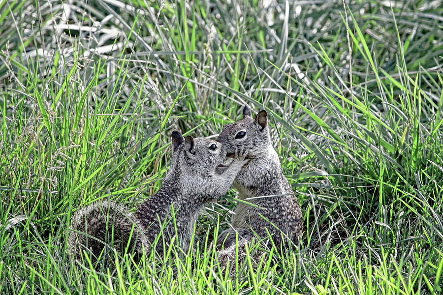 Kisses In the Grass Photograph by Donna Kennedy