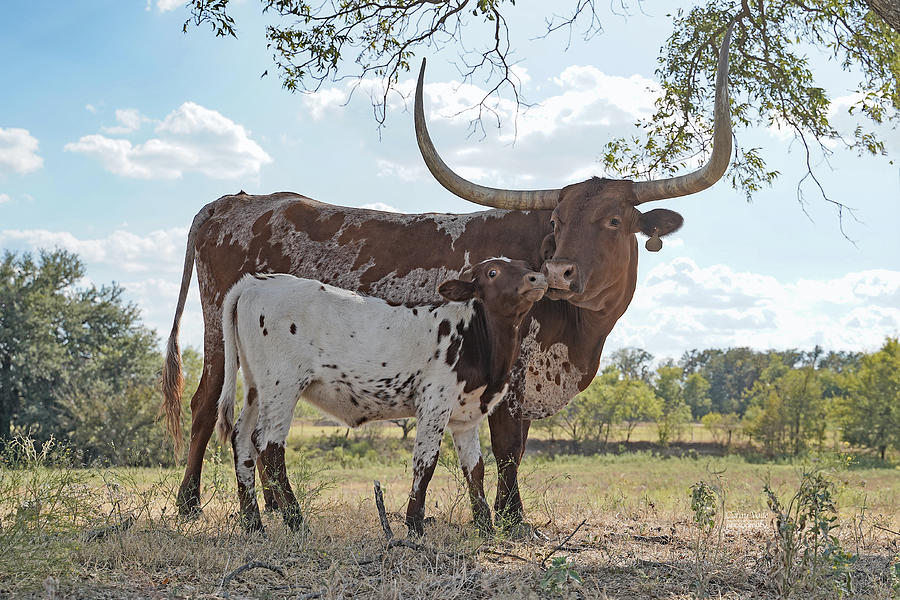 Kisses -  Texas longhorn cow and her longhorn calf Photograph by Cathy Valle