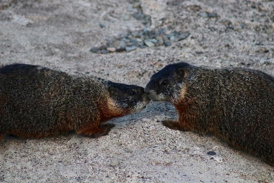 Kissin Marmots Photograph by Yvonne M Smith Kissin Marmots Photograph by Yvonne M Smith