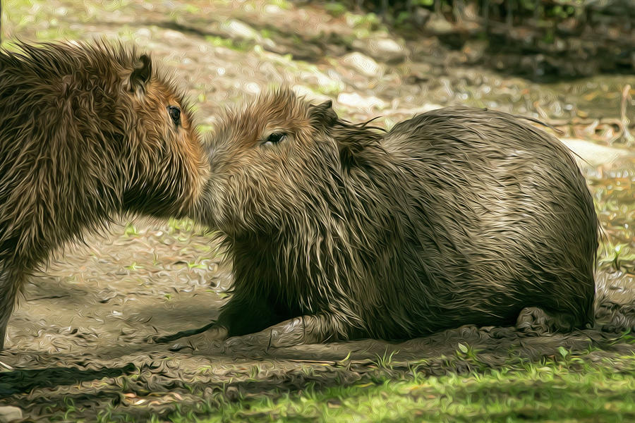 Kissing Capybara's Mixed Media by Kelley Burnes - Fine Art America