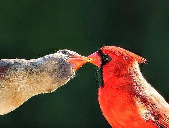 Kissing Cardinals Digital Art by Christin Hanley - Pixels