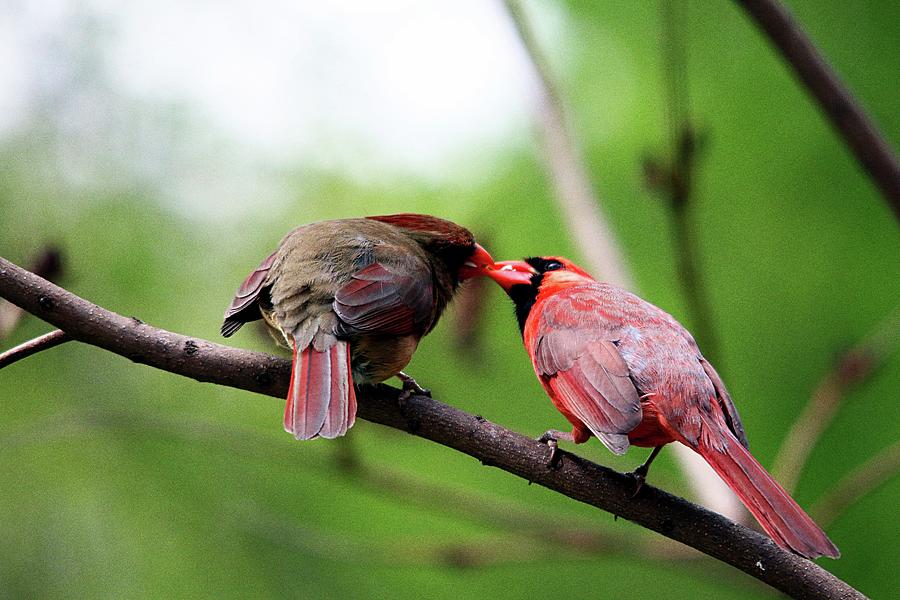 Kissing Cardinals Photograph By David White