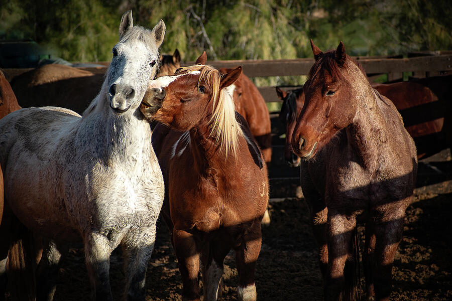 Kissing Horses Photograph by Kelly Markus Kissing Horses Photograph by Kelly Markus