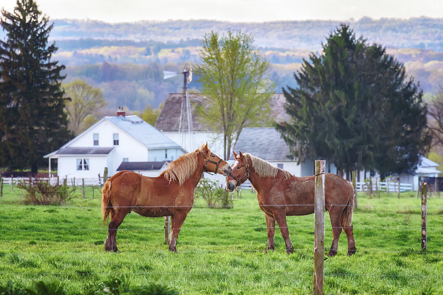 Kissing Horses  Photograph by Susan Rissi Tregoning