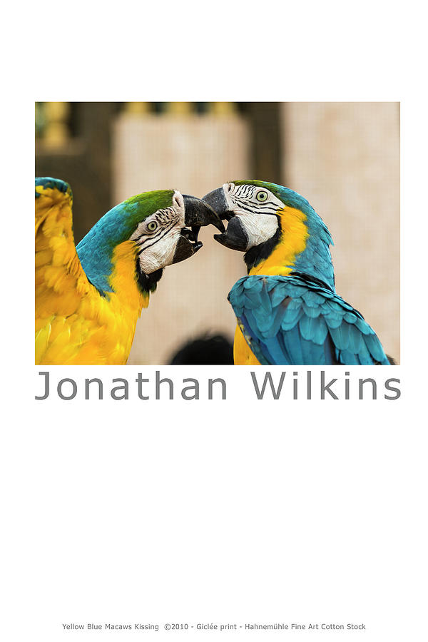 Wildlife Photograph - Kissing Macaws by Jonathan Wilkins