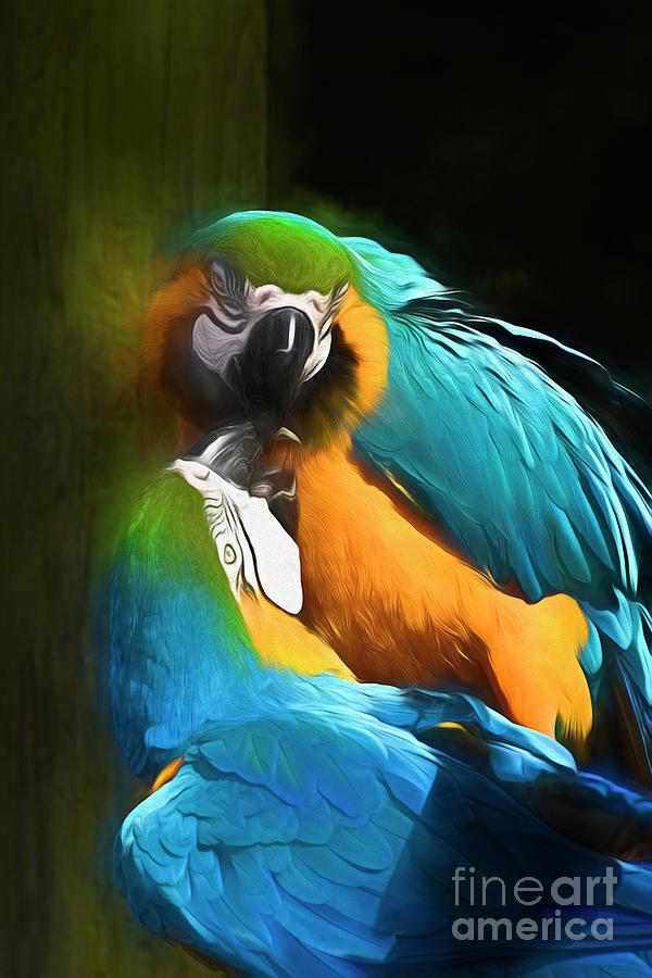 Kissing Macaws Photograph by Kathy Baccari