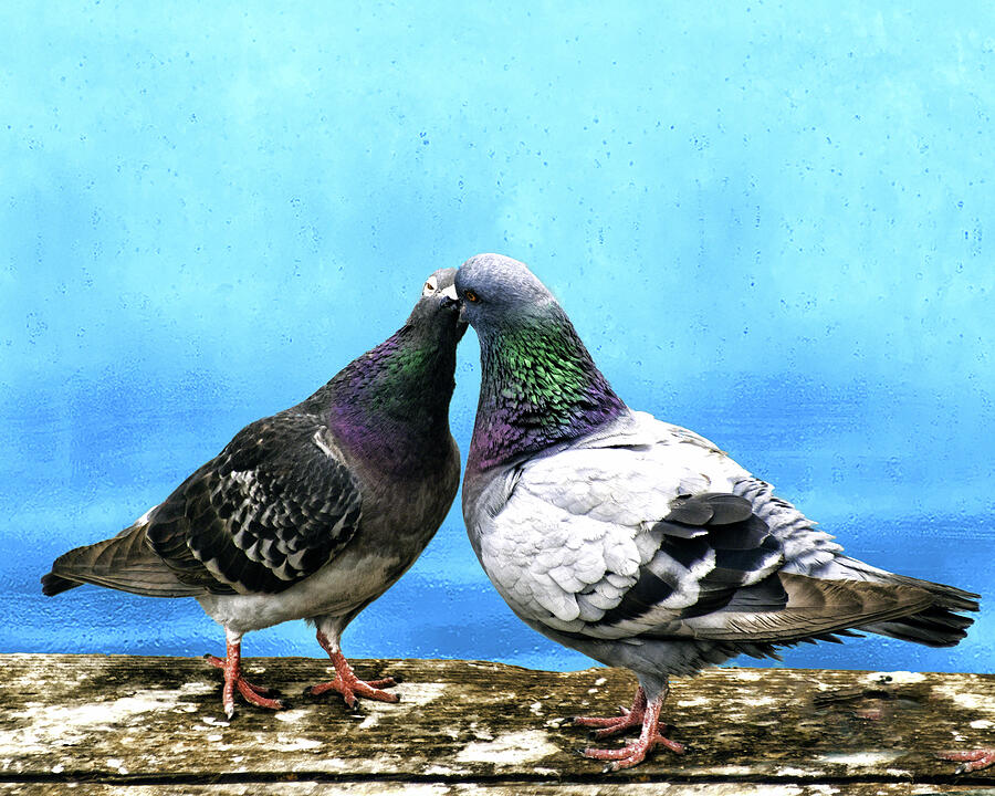 Kissing Pigeons Photograph by William Havle
