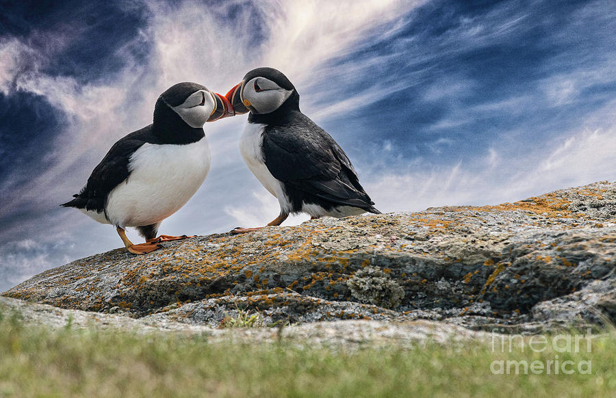 Nature Digital Art - Kissing Puffins by Jim Hatch