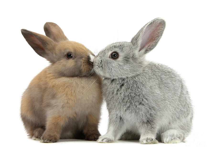 Kissing Rabbits Photograph by Warren Photographic