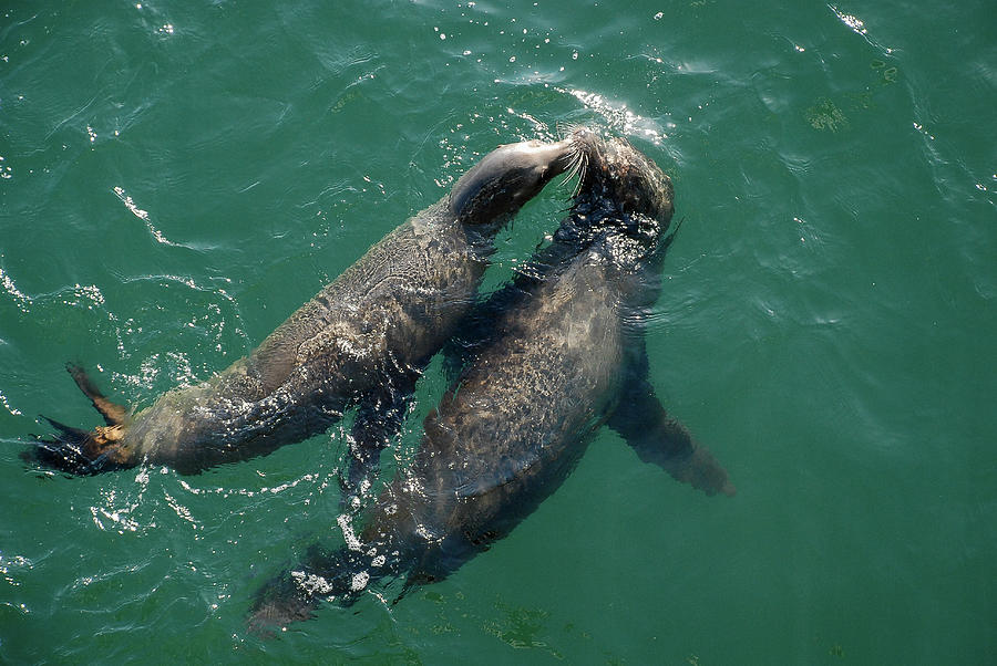 Kissing Seals Photograph by Jennifer Kane Webb