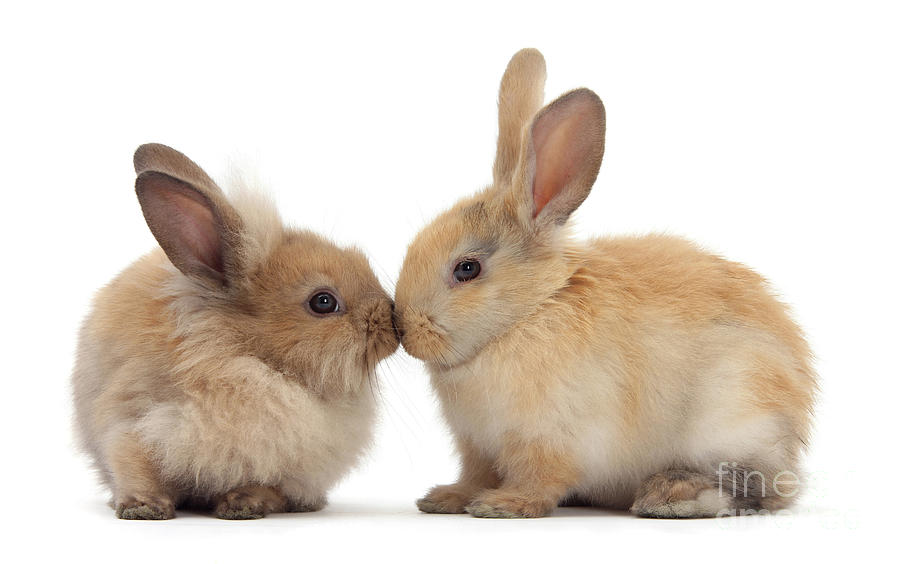 Kissing some Bunny Photograph by Warren Photographic