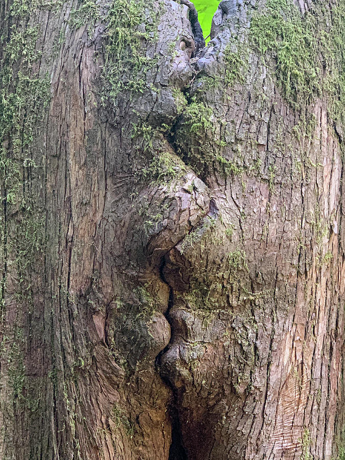 Kissing Trees Photograph