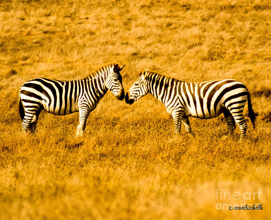 Zebra Painting - Kissing Zebras under African sunset by Rachelle Celebrity Artist